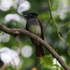 サンコウチョウ④　20250526