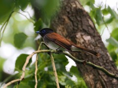 サンコウチョウ②　2050526