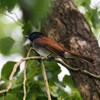 サンコウチョウ②　2050526
