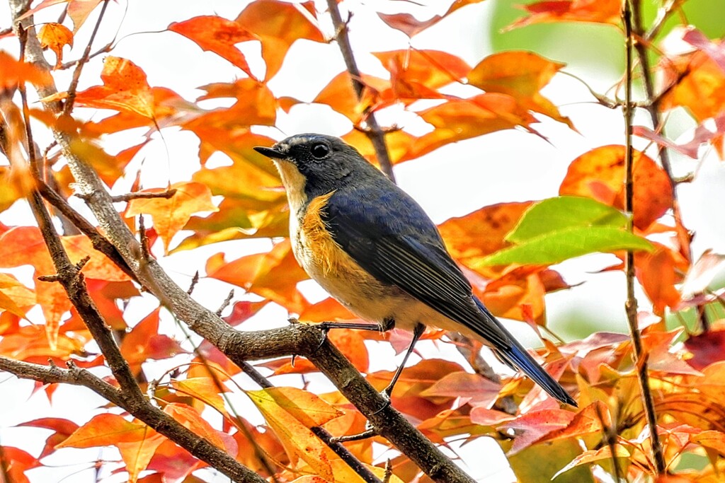 ルリビタキ③　20251117