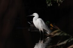 コサギ　20251209