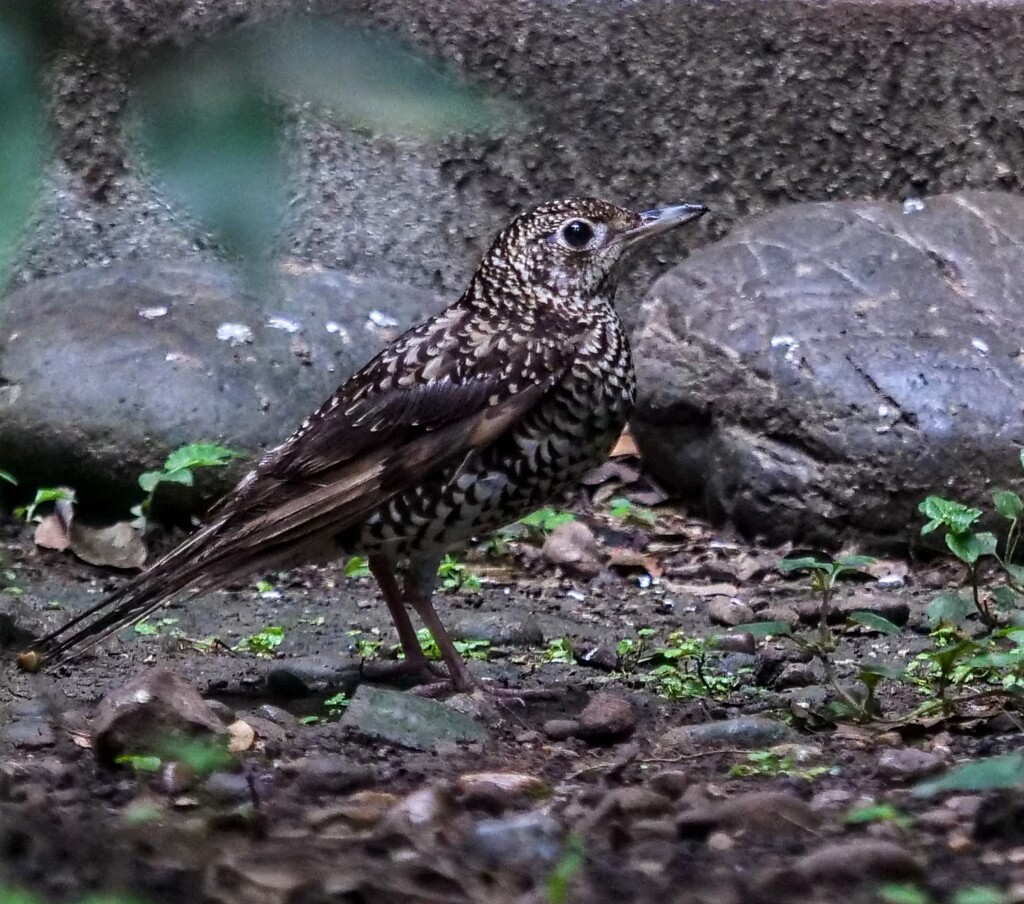トラツグミ