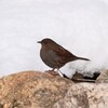 カヤクグリ②   20230128
