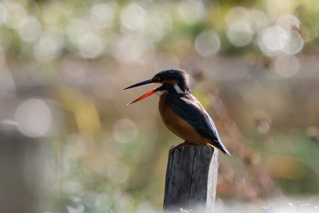 カワセミ③　20251101