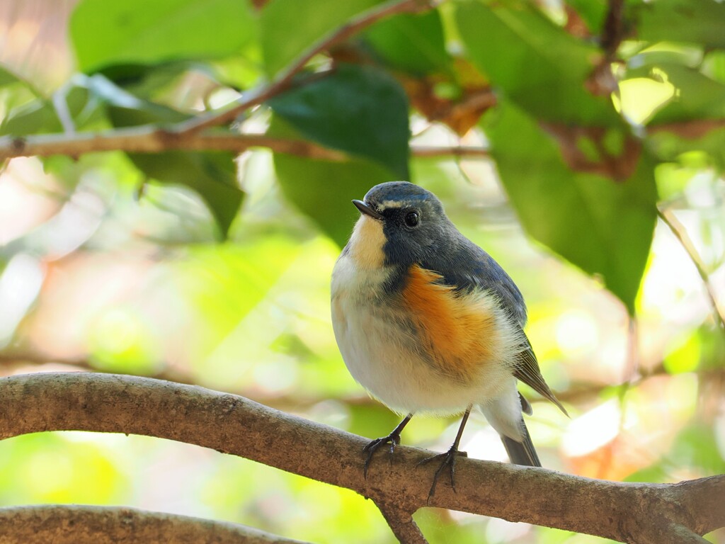 ルリビタキ　20251201