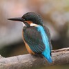 カワセミ②　20231205