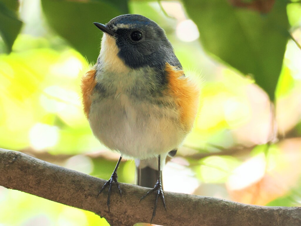 ルリビタキ②　20251201