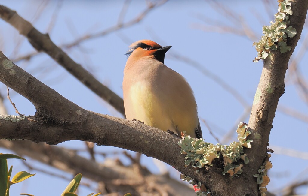 ヒレンジャク　20230304