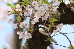 シジュウカラ②　20250407