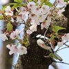 シジュウカラ②　20250407