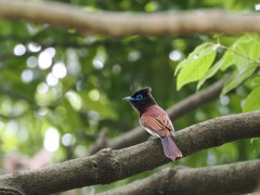 サンコウチョウ　20250526