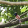 サンコウチョウ　20250526