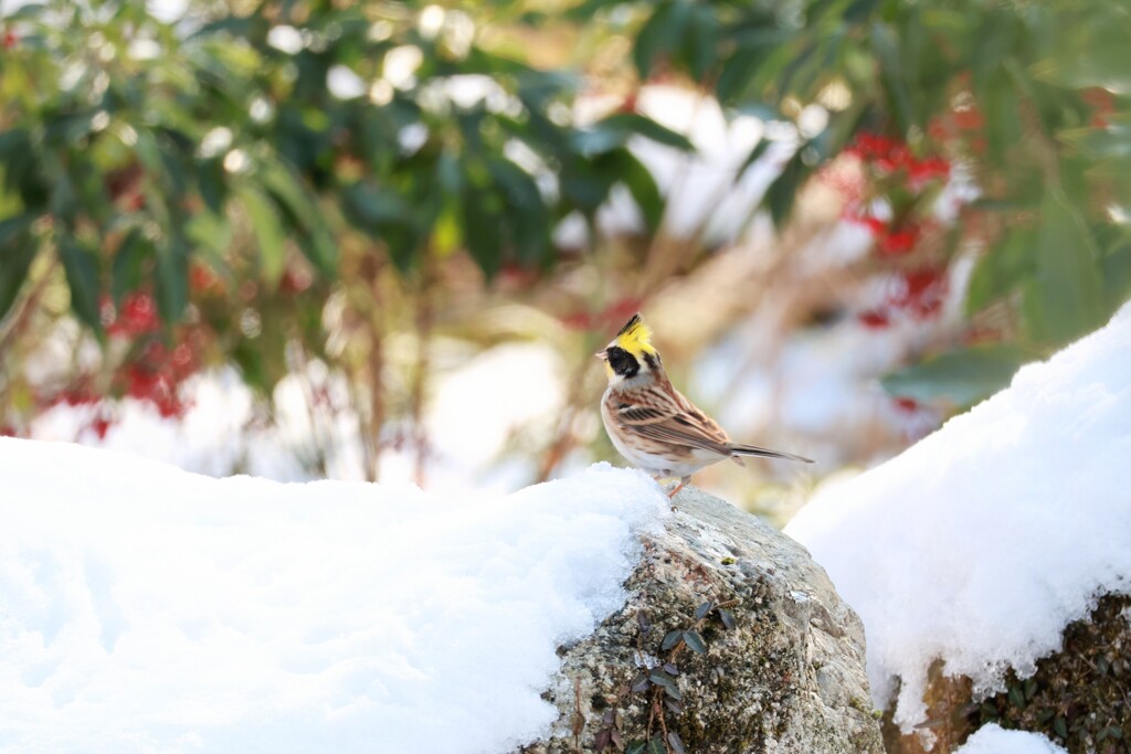 ミヤマホオジロ　20260124