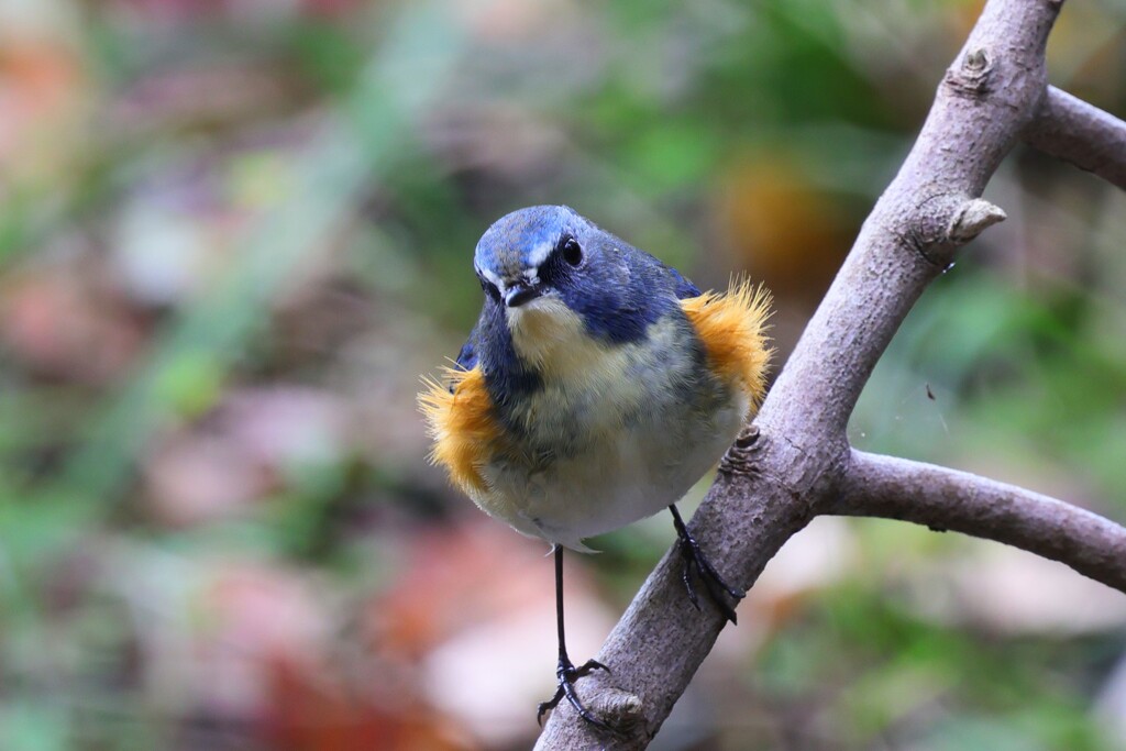 ルリビタキ②　20251117