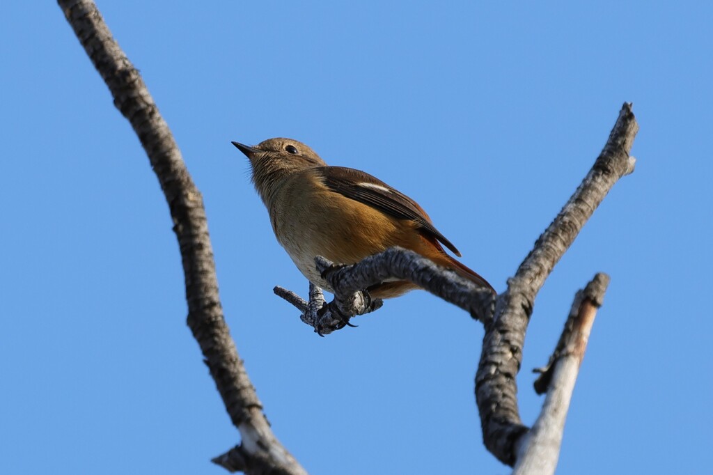 ジョウビタキ♀　20251103