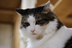 猫カフェ③　20250304