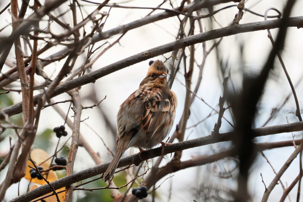 ミヤマホオジロ　20251227