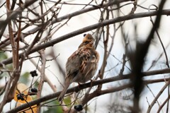 ミヤマホオジロ　20251227