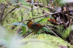 ソウシチョウ　20221018