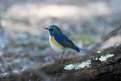 ルリビタキ　20260202