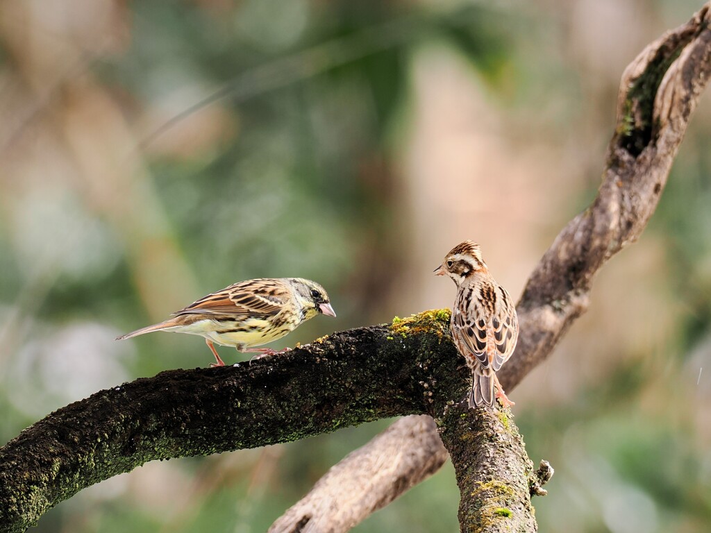 アオジとカシラダカ　20260131
