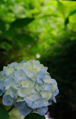 紫陽花と小さな光