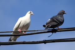 DSCF2376