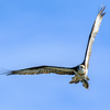 DSCF2694