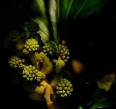 DSCF4655