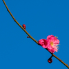DSCF6521