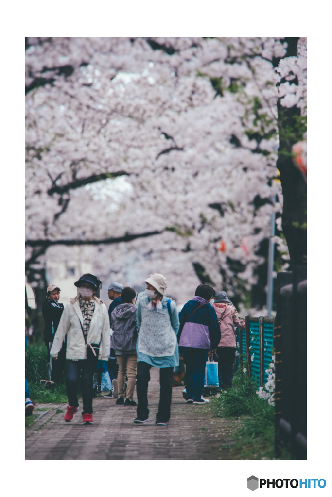 桜