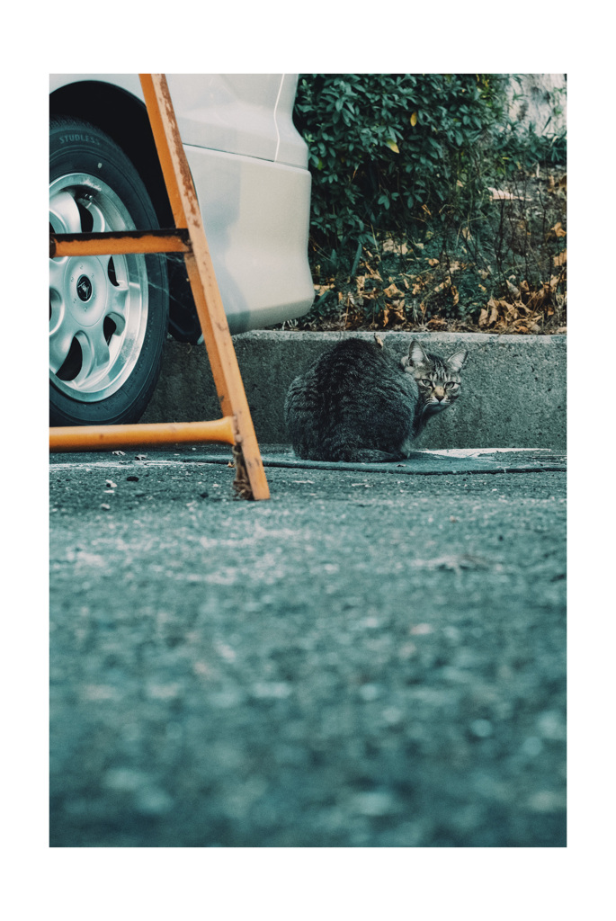 地域猫