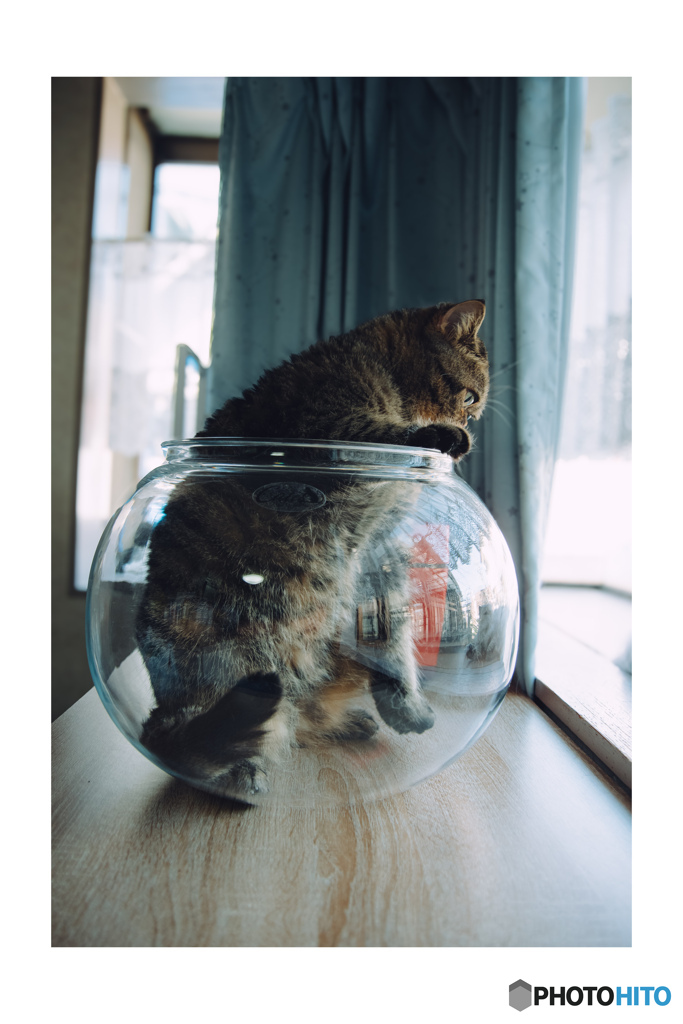 猫鉢