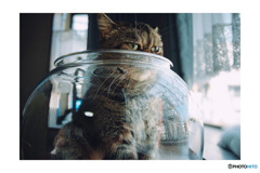 猫鉢