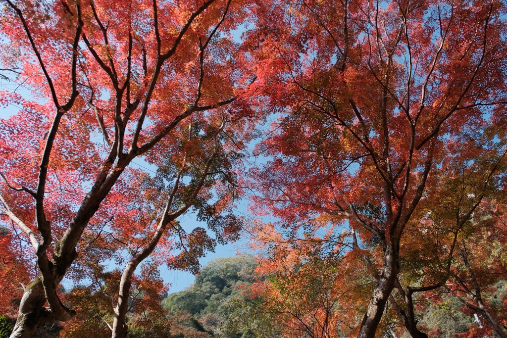 豪渓 紅葉 6