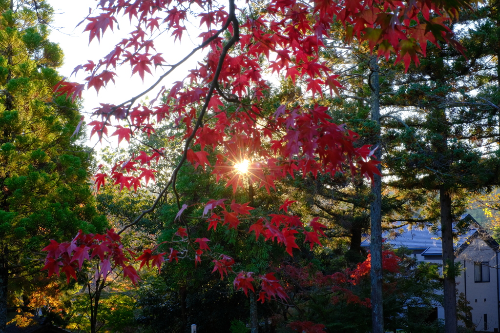 宝福寺 紅葉 3