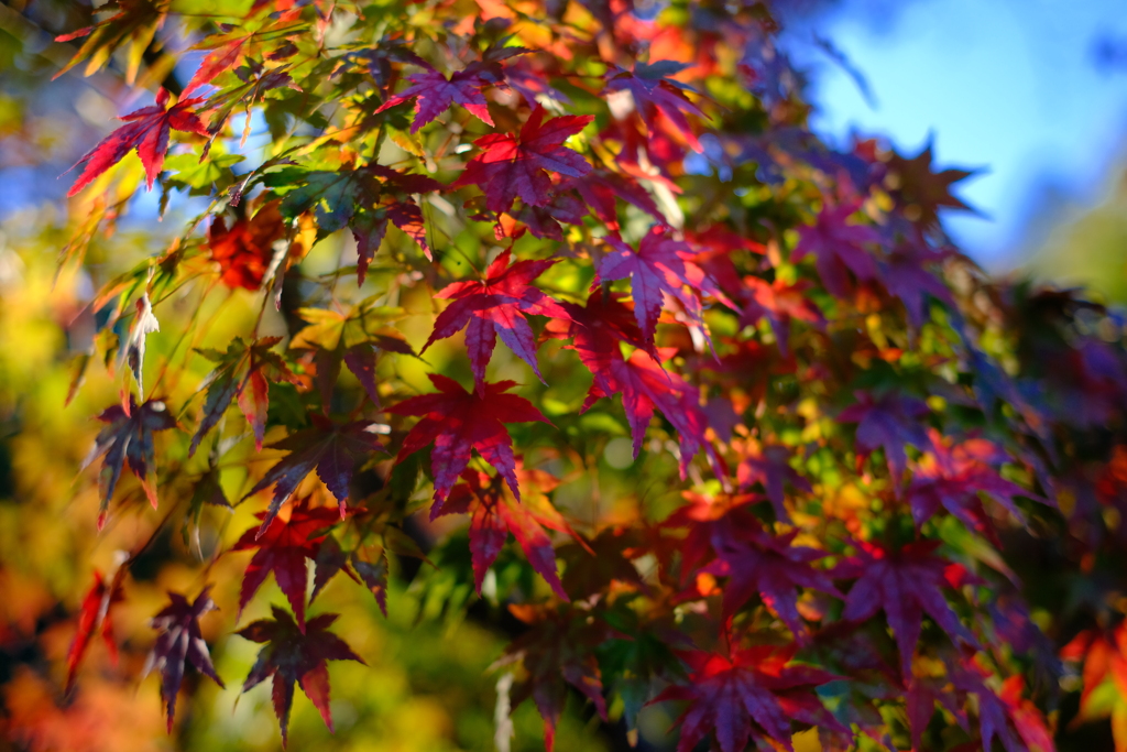 宝福寺 紅葉 4