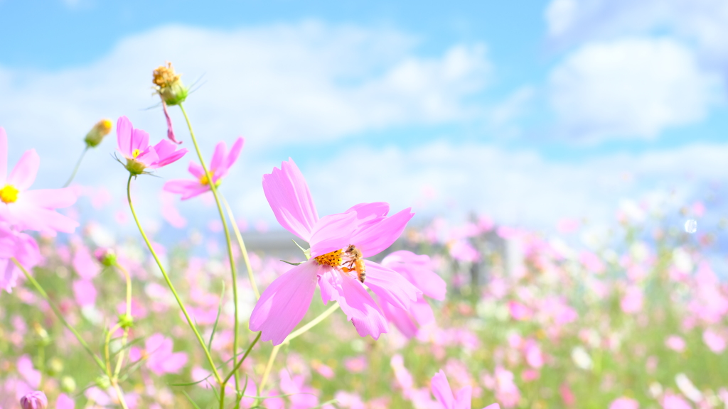 秋桜とミツバチ