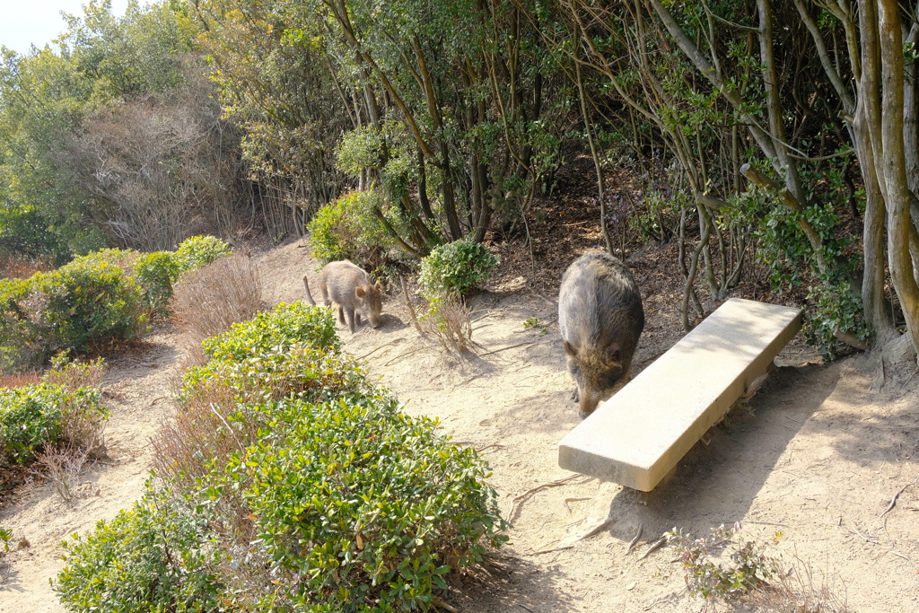 王子ヶ岳 イノシシ