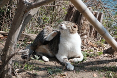 日向ぼっこニャン様