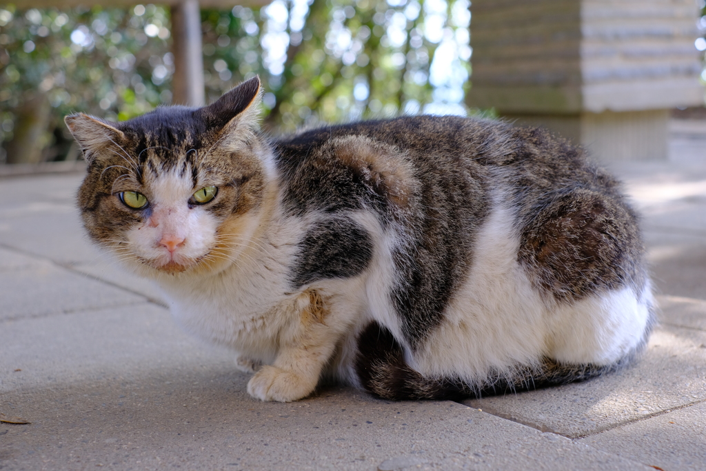 王子ヶ岳 猫様2