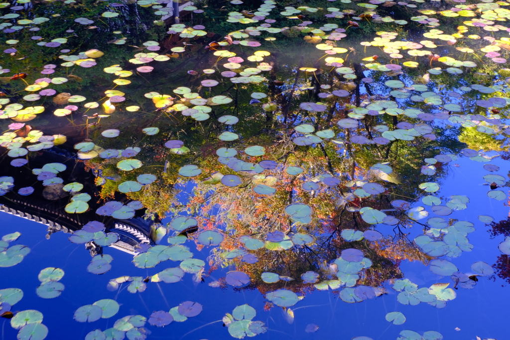 宝福寺 紅葉 7