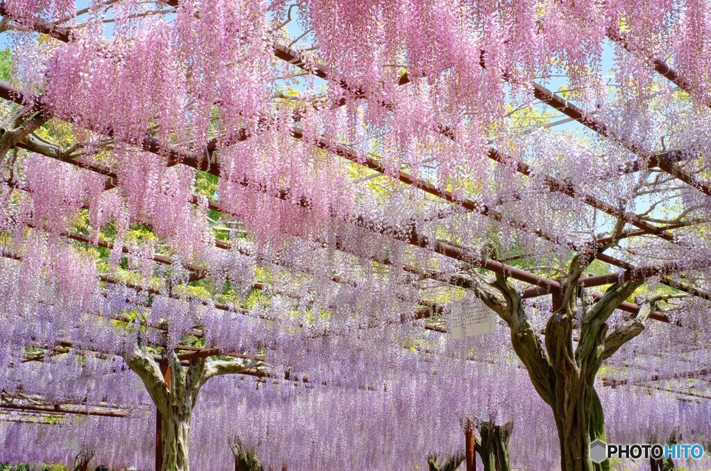 和気町藤公園 3