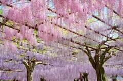 和気町藤公園 3
