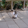 王子ヶ岳 猫様1