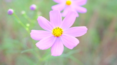 接写・秋桜 接写・秋桜