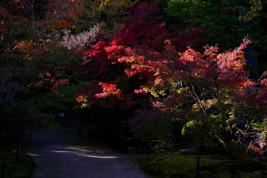 宝福寺 紅葉 8