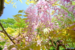 藤公園 桃色藤