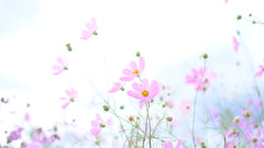 白雲と秋桜 白雲と秋桜