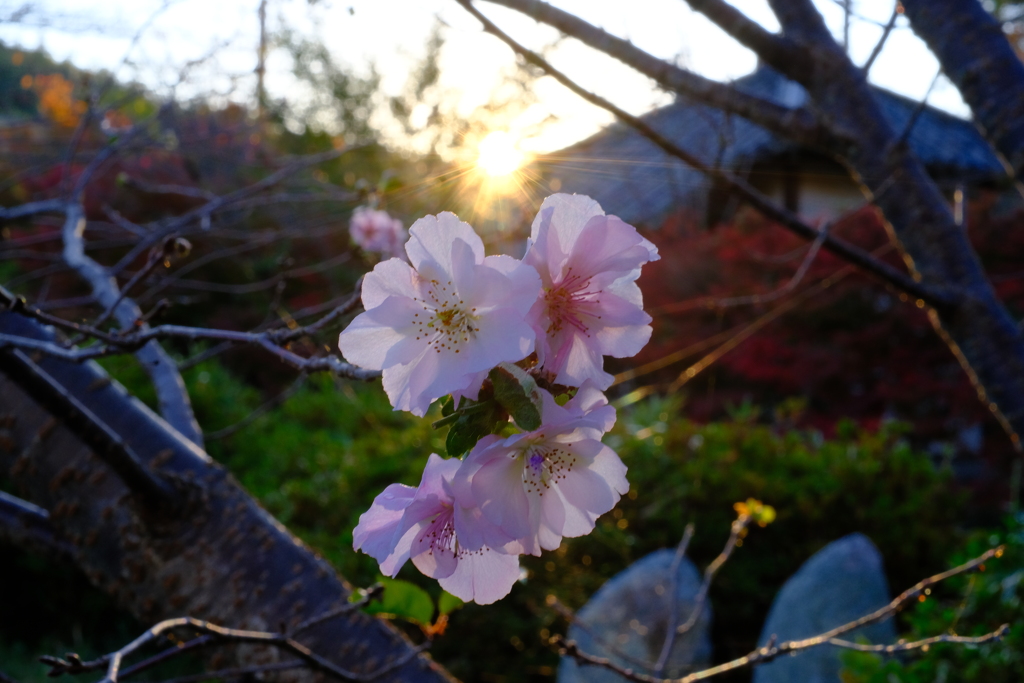 宝福寺 紅葉 2